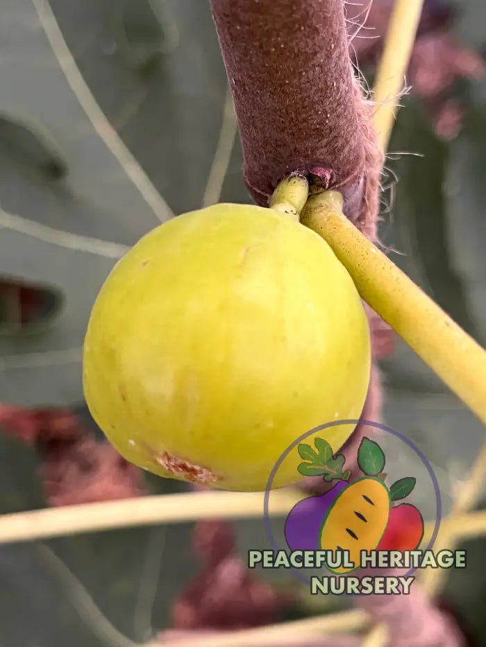 Green Michurinska Fig - NEW!!! Naturally Grown ORGANIC