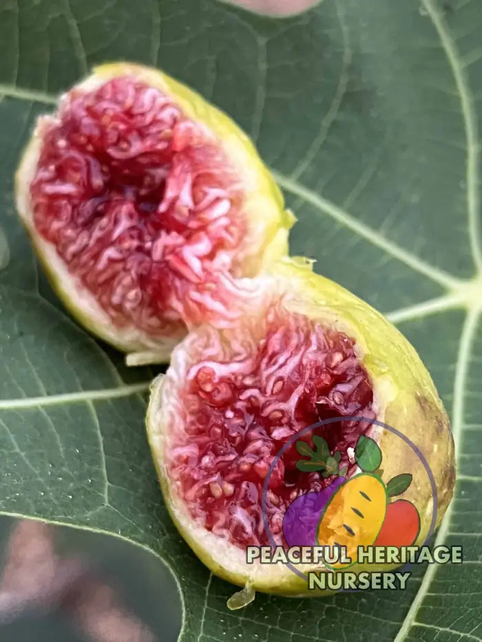 Green Michurinska Fig - NEW!!! Naturally Grown ORGANIC