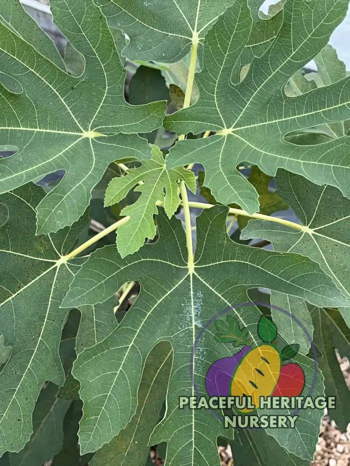 Green Michurinska Fig - NEW!!! Naturally Grown ORGANIC