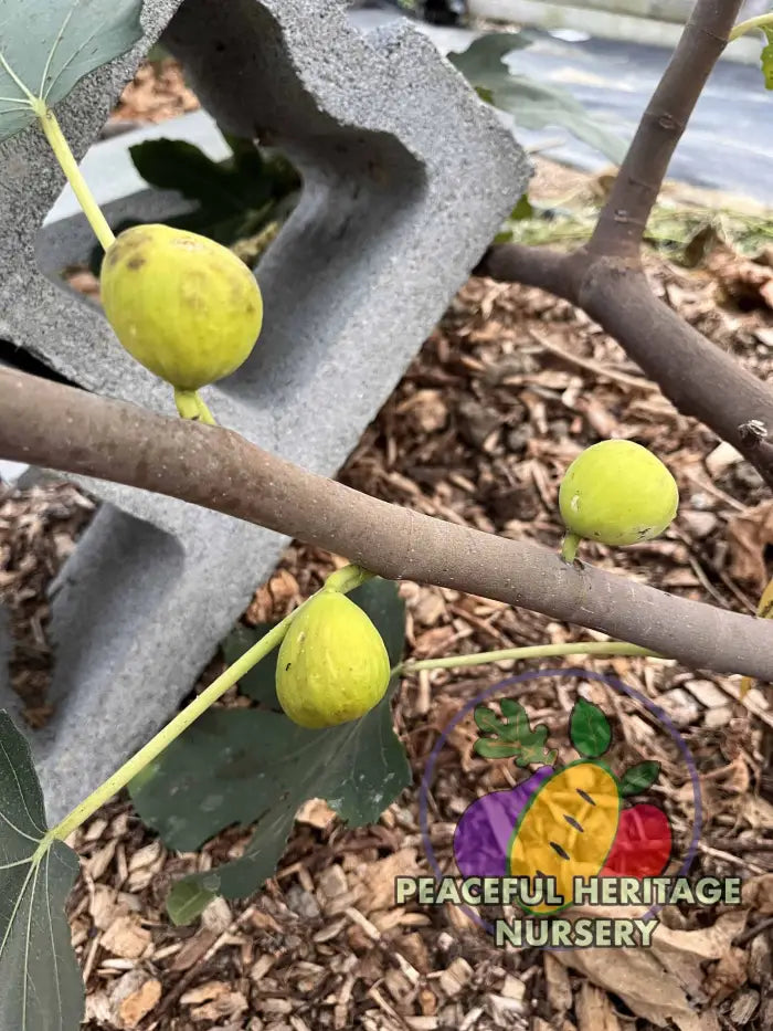 Green Michurinska Fig - NEW!!! Naturally Grown ORGANIC