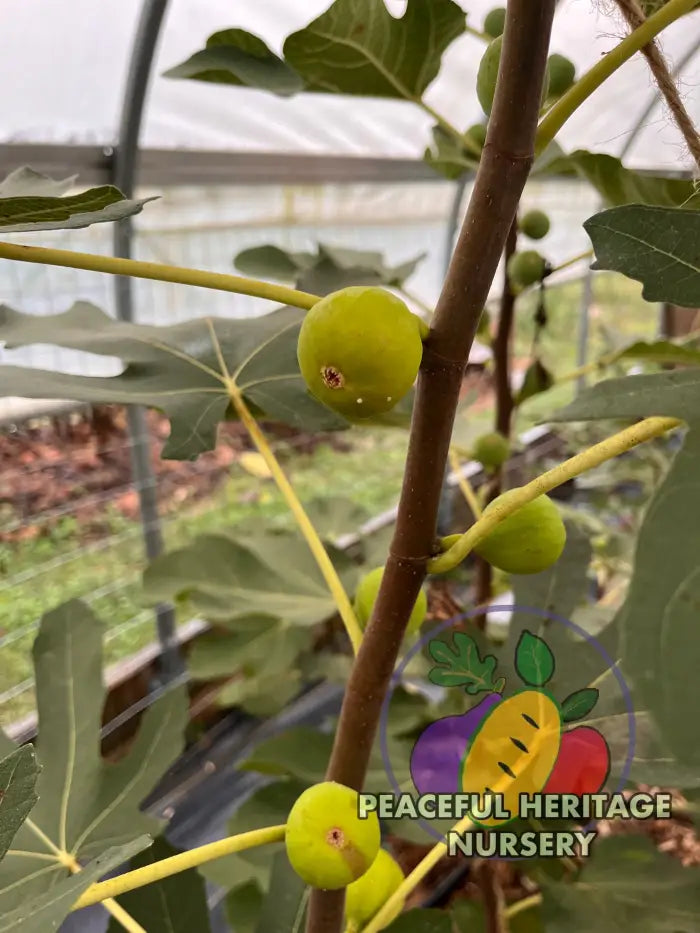 Green Michurinska Fig - NEW!!! Naturally Grown ORGANIC