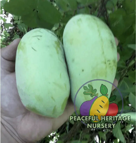 Halvin Pawpaw Tree - NATURALLY GROWN