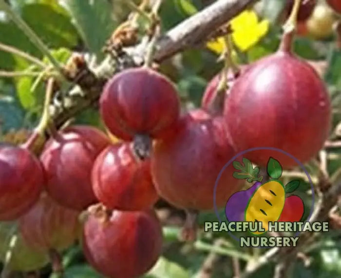 Hinnomaki Red Gooseberry Gooseberry Plants For Sale
