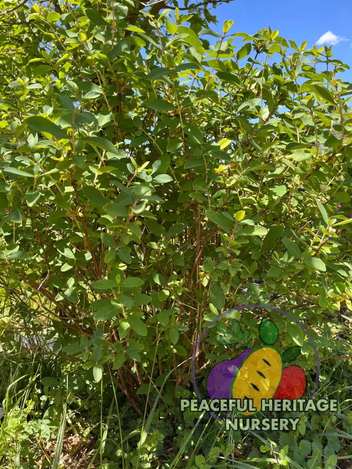Honeybee Honeyberry - Honeyberry