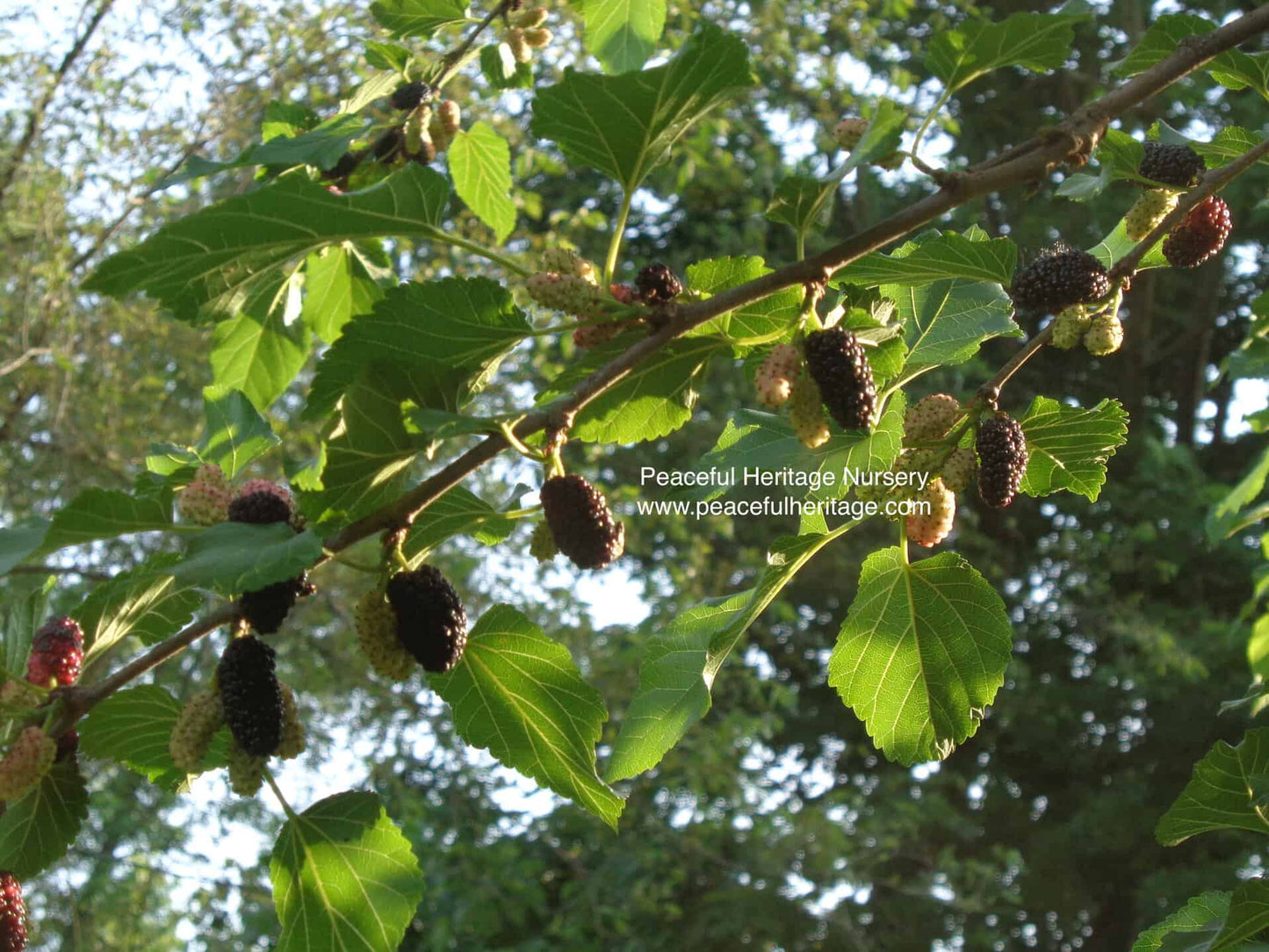 Illinois Everbearing Mulberry - Naturally Grown