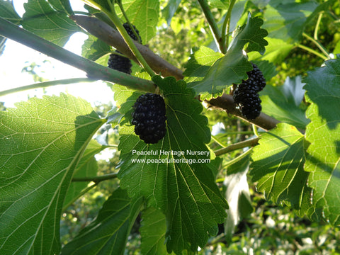 Illinois Everbearing Mulberry - Naturally Grown