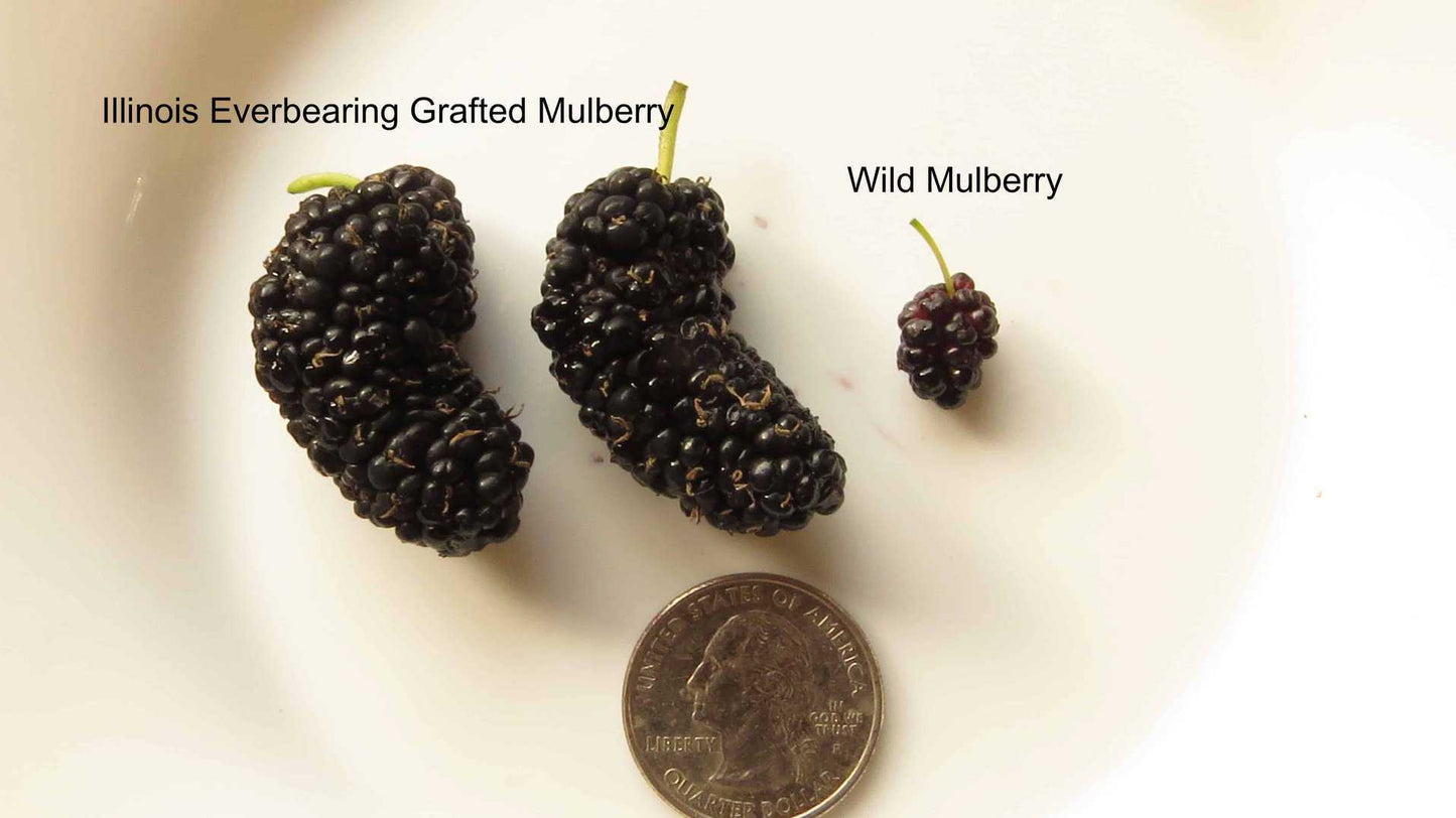 Illinois Everbearing Mulberry - Naturally Grown
