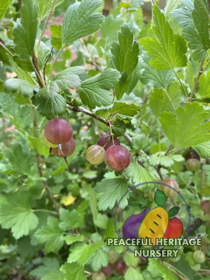 Invicta Gooseberry - Naturally Grown ORGANIC