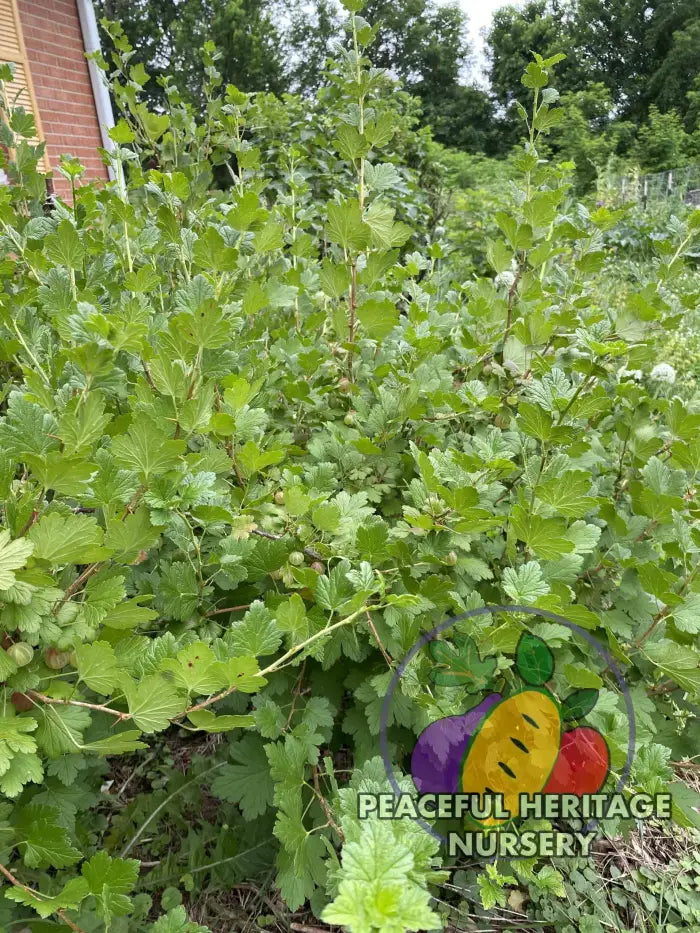 Invicta Gooseberry - Naturally Grown ORGANIC