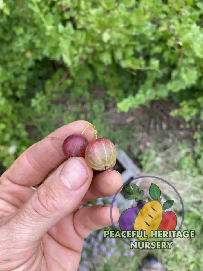 Invicta Gooseberry - Naturally Grown ORGANIC