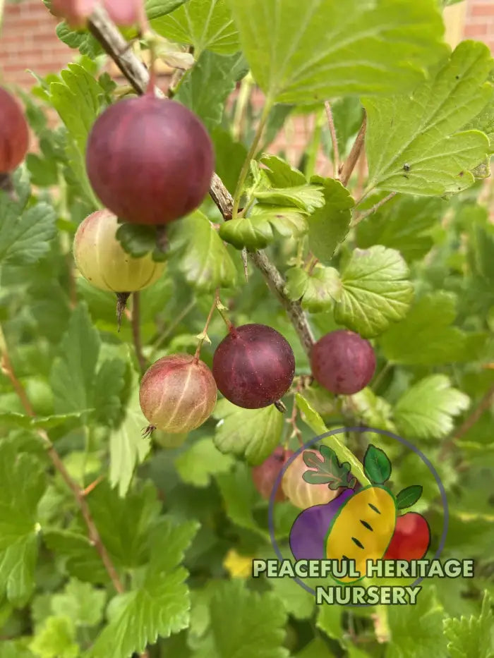 Invicta Gooseberry - Naturally Grown ORGANIC