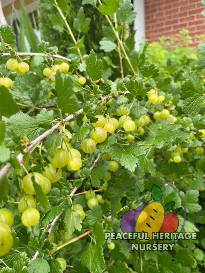 Invicta Gooseberry - Naturally Grown ORGANIC