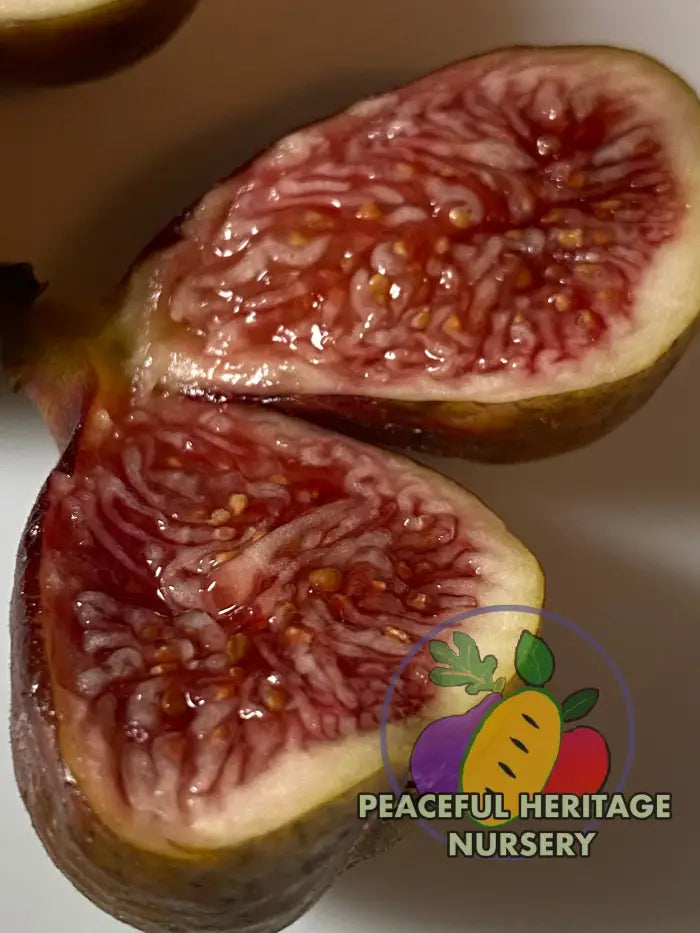 Italian 258 Fig - NEW!!! Naturally Grown MEDIUM 1-2’ ORGANIC