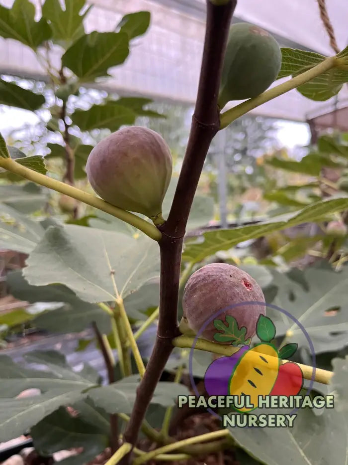 Italian 258 Fig - NEW!!! Naturally Grown ORGANIC