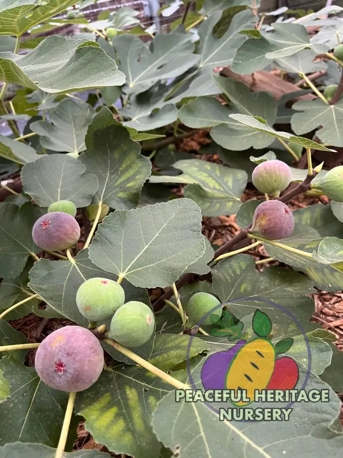 Italian 258 Fig - NEW!!! Naturally Grown ORGANIC