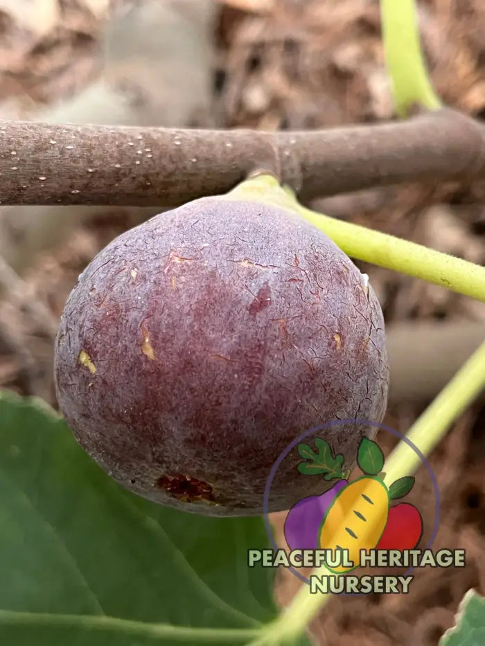 Italian 258 Fig - NEW!!! Naturally Grown ORGANIC