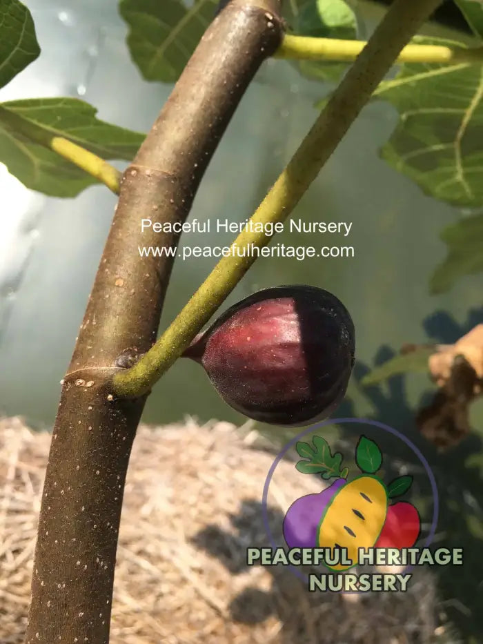 Italian Letizia Fig - Naturally Grown ORGANIC