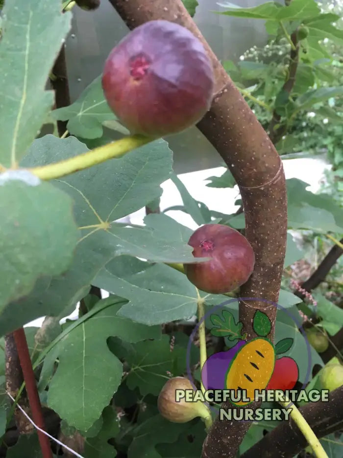 Italian Letizia Fig - Naturally Grown ORGANIC