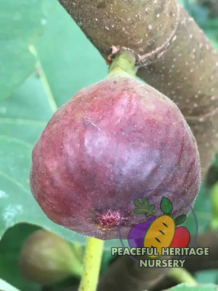 Italian Letizia Fig - Naturally Grown ORGANIC