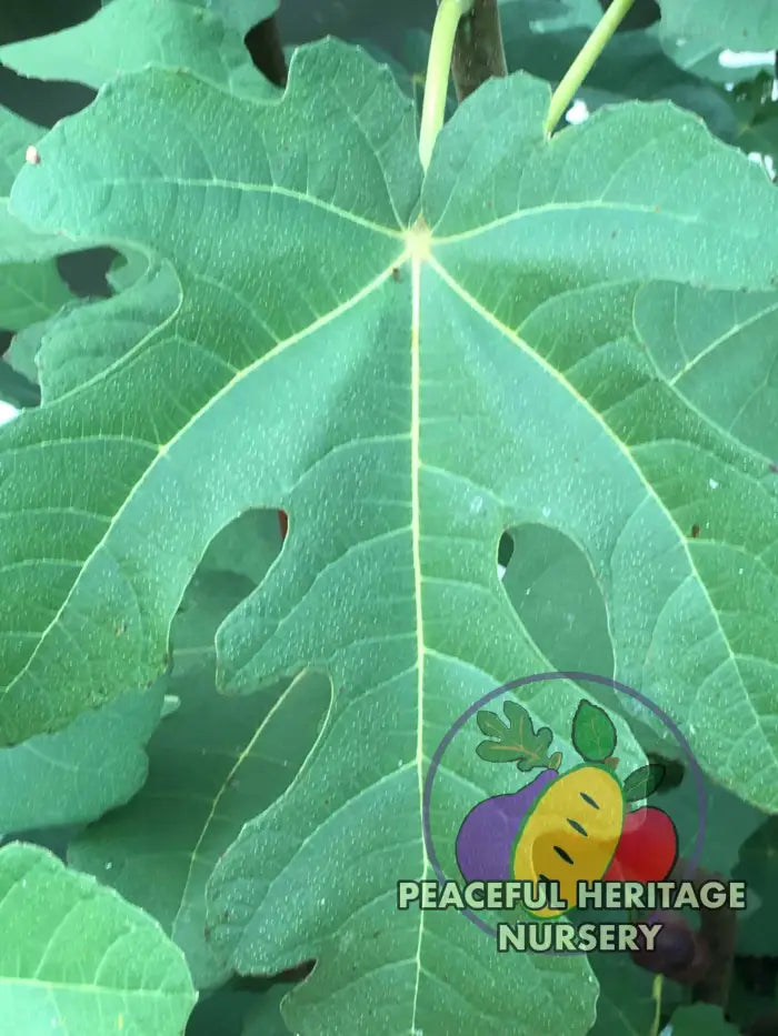 Italian Letizia Fig - Naturally Grown ORGANIC