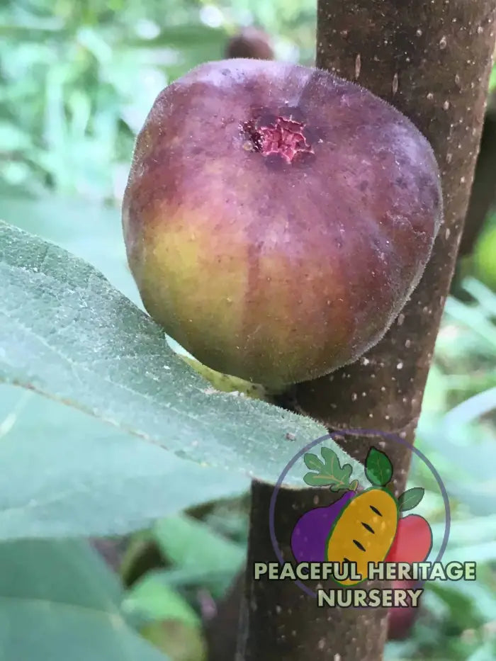 Italian Letizia Fig - Naturally Grown ORGANIC