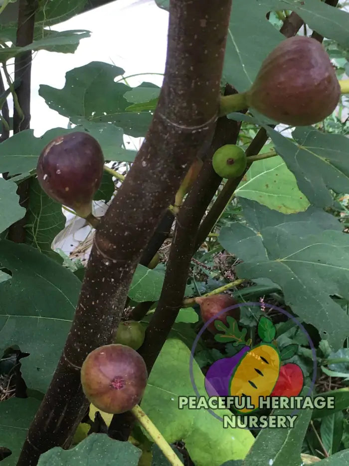Italian Letizia Fig - Naturally Grown ORGANIC