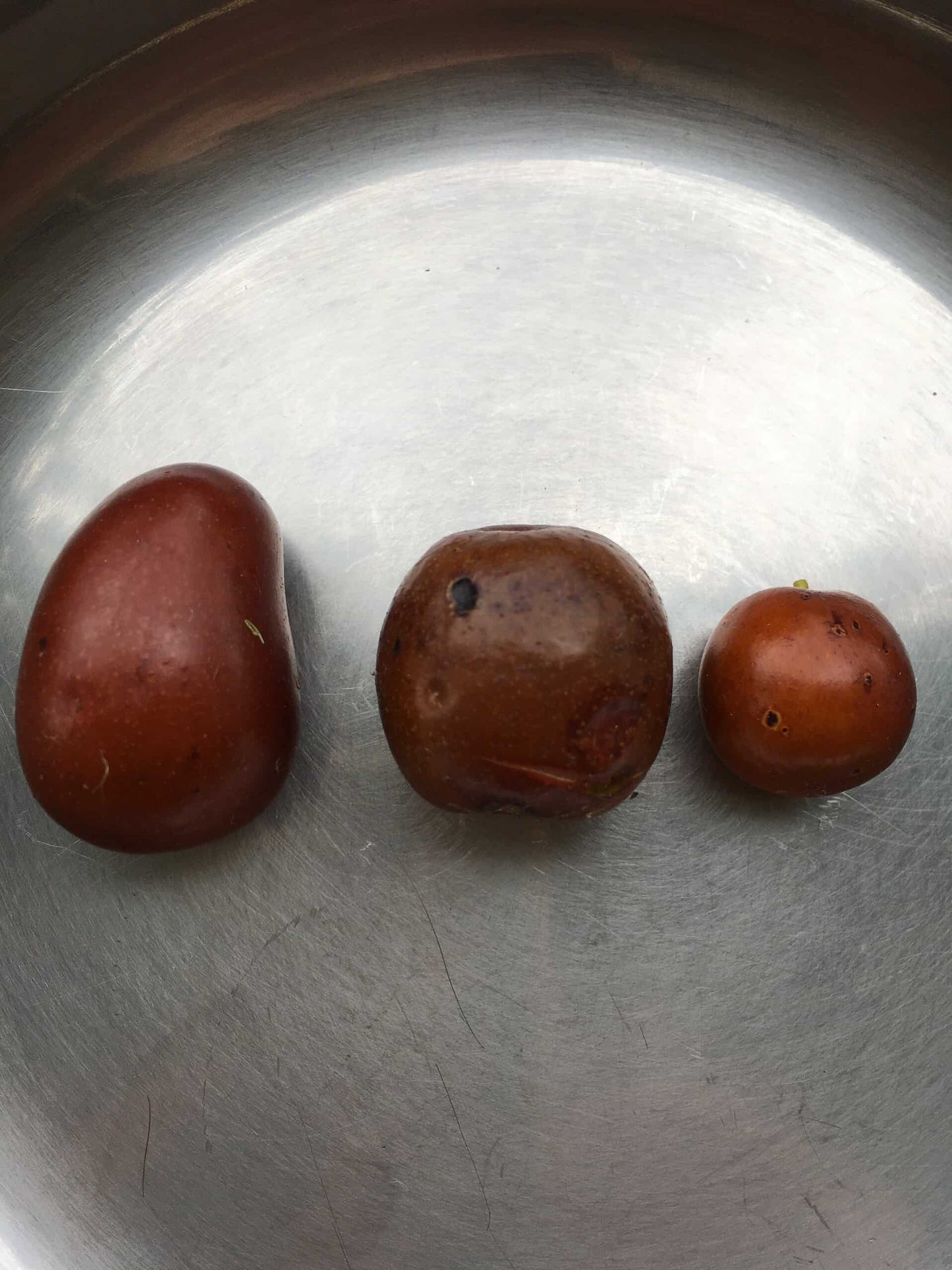 Grafted Jujube Trees