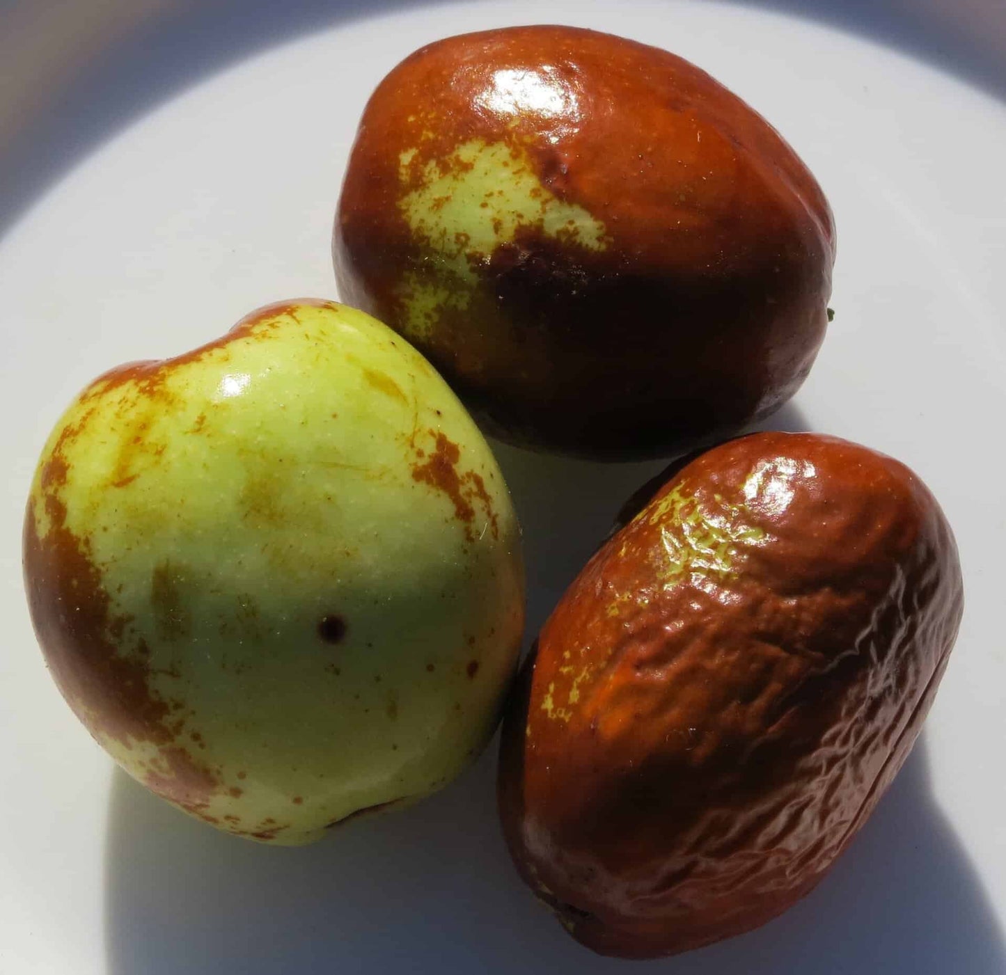 Grafted Jujube Trees