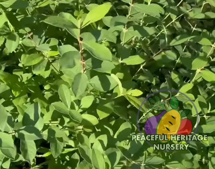 Keiko Honeyberry (Japanese) EXTRA LARGE SIZE Honeyberry