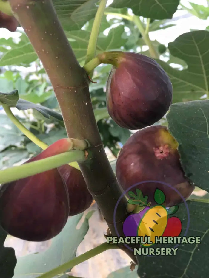Kessariani Fig - NEW!!! Naturally Grown MEDIUM 1-2’ ORGANIC