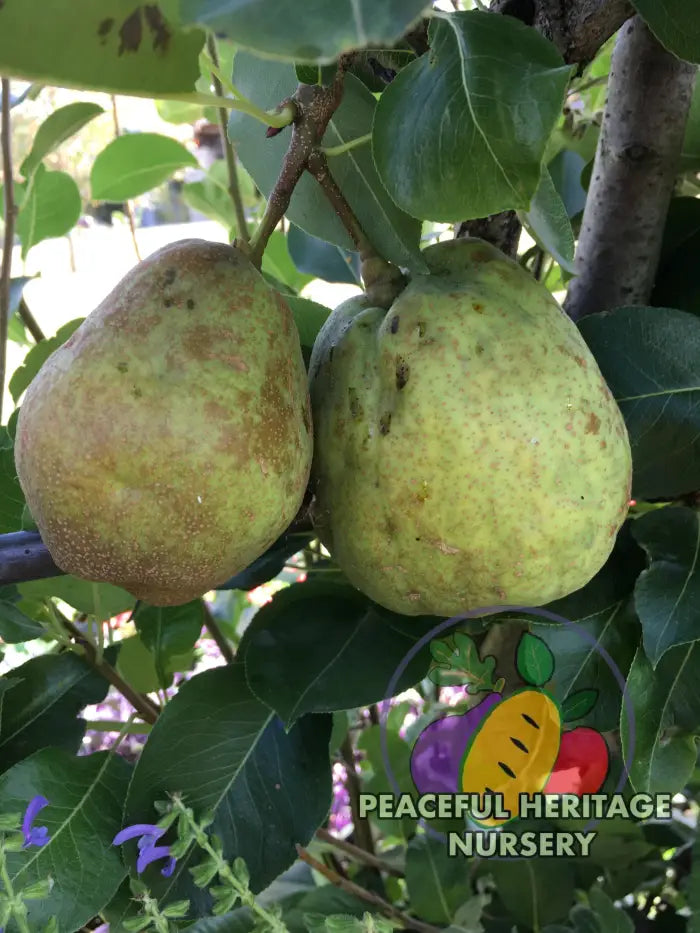 Kieffer Pear Trees For Sale | Peaceful Heritage Nursery