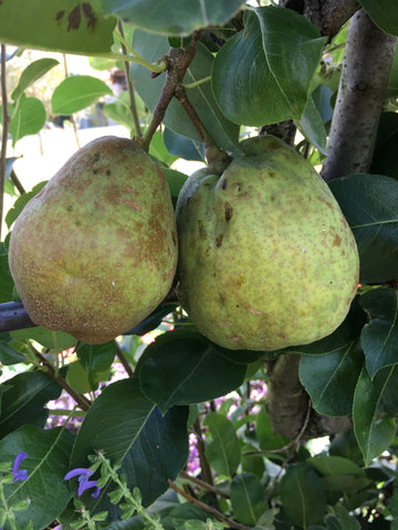 Kieffer Pear