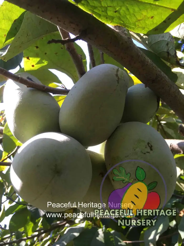 KSU Atwood ™ Pawpaw Tree - NATURALLY GROWN Pawpaw Trees For Sale