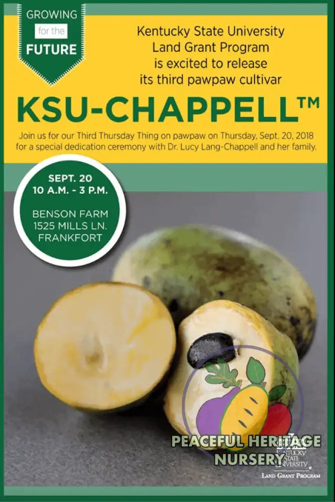 KSU Chappell ™ Pawpaw Tree - NATURALLY GROWN Pawpaw Trees For Sale