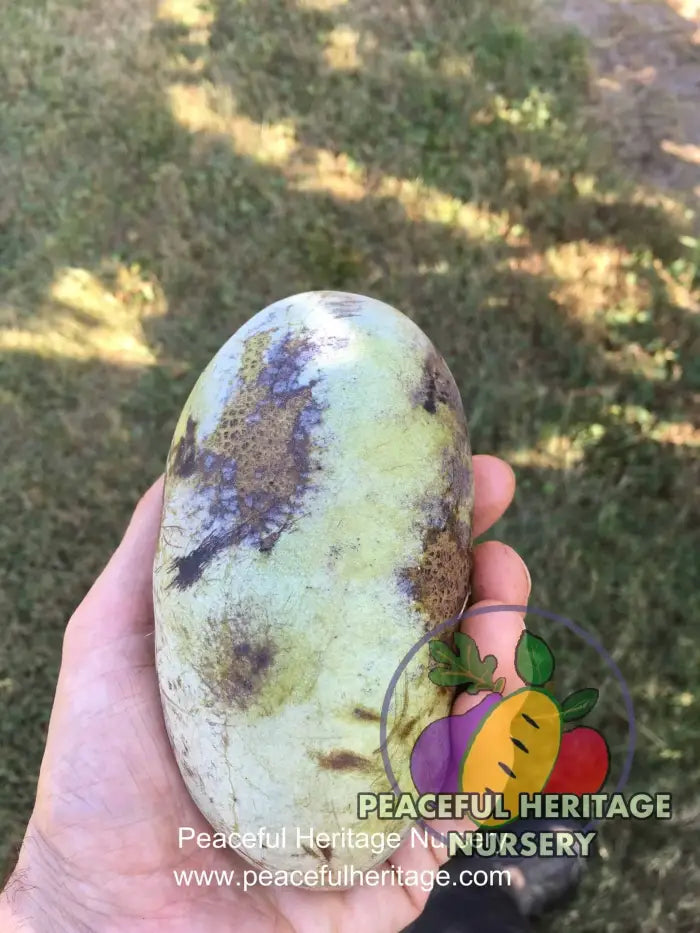 KSU Chappell ™ Pawpaw Tree - NATURALLY GROWN Pawpaw Trees For Sale