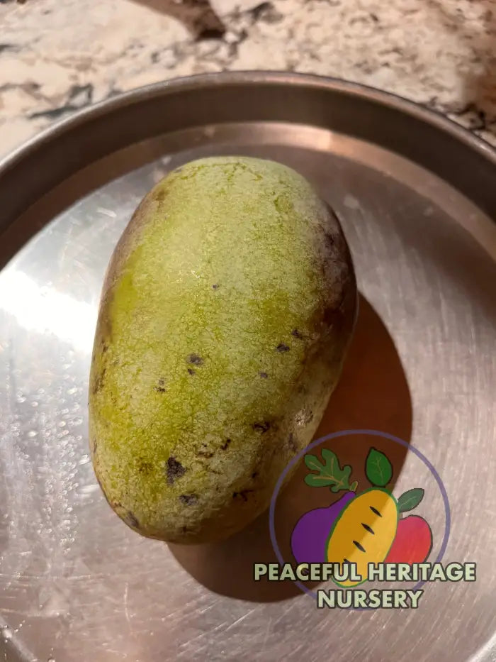 KSU Pomper’s Choice TM Pawpaw Tree | Peaceful Heritage Nursery Pawpaw Trees For Sale