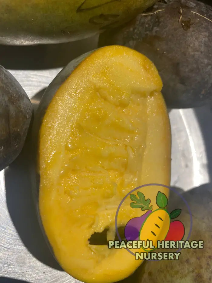 KSU Pomper’s Choice TM Pawpaw Tree | Peaceful Heritage Nursery Pawpaw Trees For Sale
