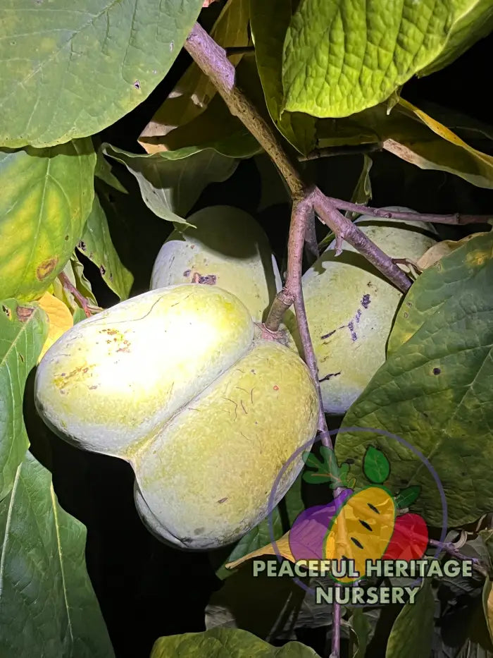 KSU Pomper’s Choice TM Pawpaw Tree | Peaceful Heritage Nursery Pawpaw Trees For Sale