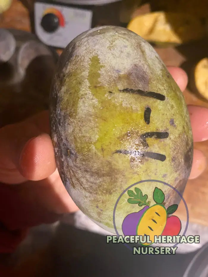 KSU Pomper’s Choice TM Pawpaw Tree | Peaceful Heritage Nursery Pawpaw Trees For Sale