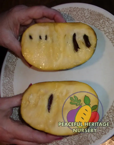 KY Legend 'Titan' Pawpaw Tree - Naturally Grown