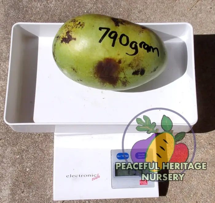 KY Legend ’Titan’ Pawpaw Tree - Naturally Grown Pawpaw Trees For Sale