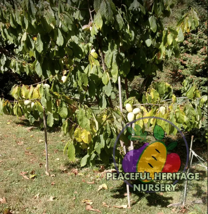 KY Legend ’Titan’ Pawpaw Tree - Naturally Grown Pawpaw Trees For Sale