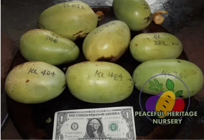 KY Legend ’Titan’ Pawpaw Tree - Naturally Grown Pawpaw Trees For Sale