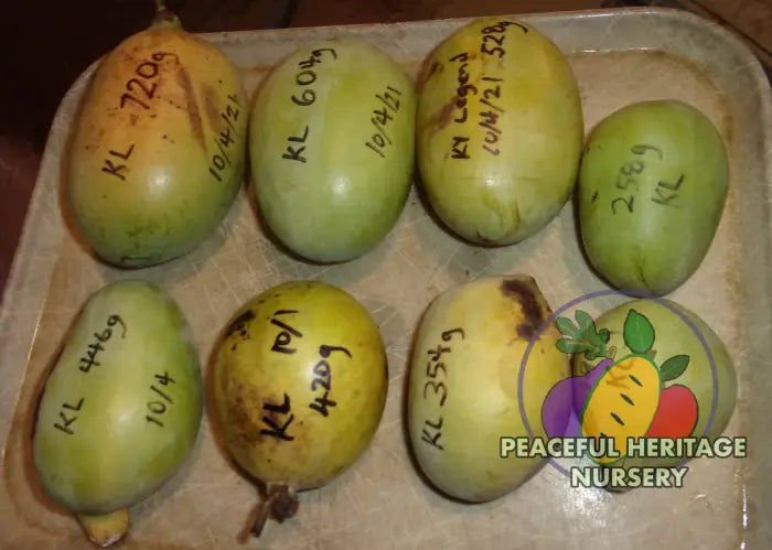 KY Legend ’Titan’ Pawpaw Tree - Naturally Grown Pawpaw Trees For Sale