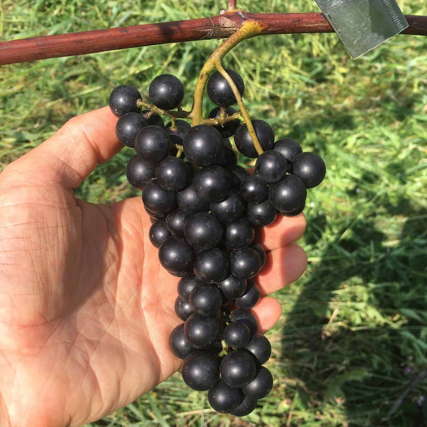 Lomanto Grape - Naturally Grown