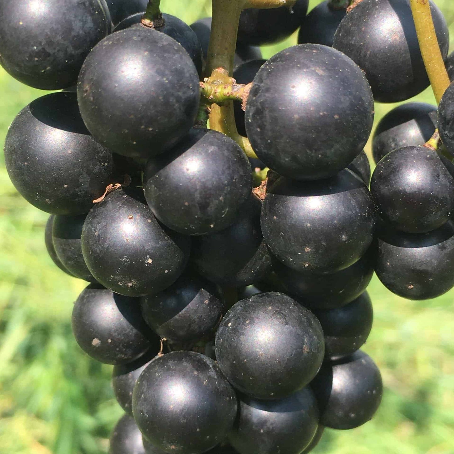 Lomanto Grape - Naturally Grown