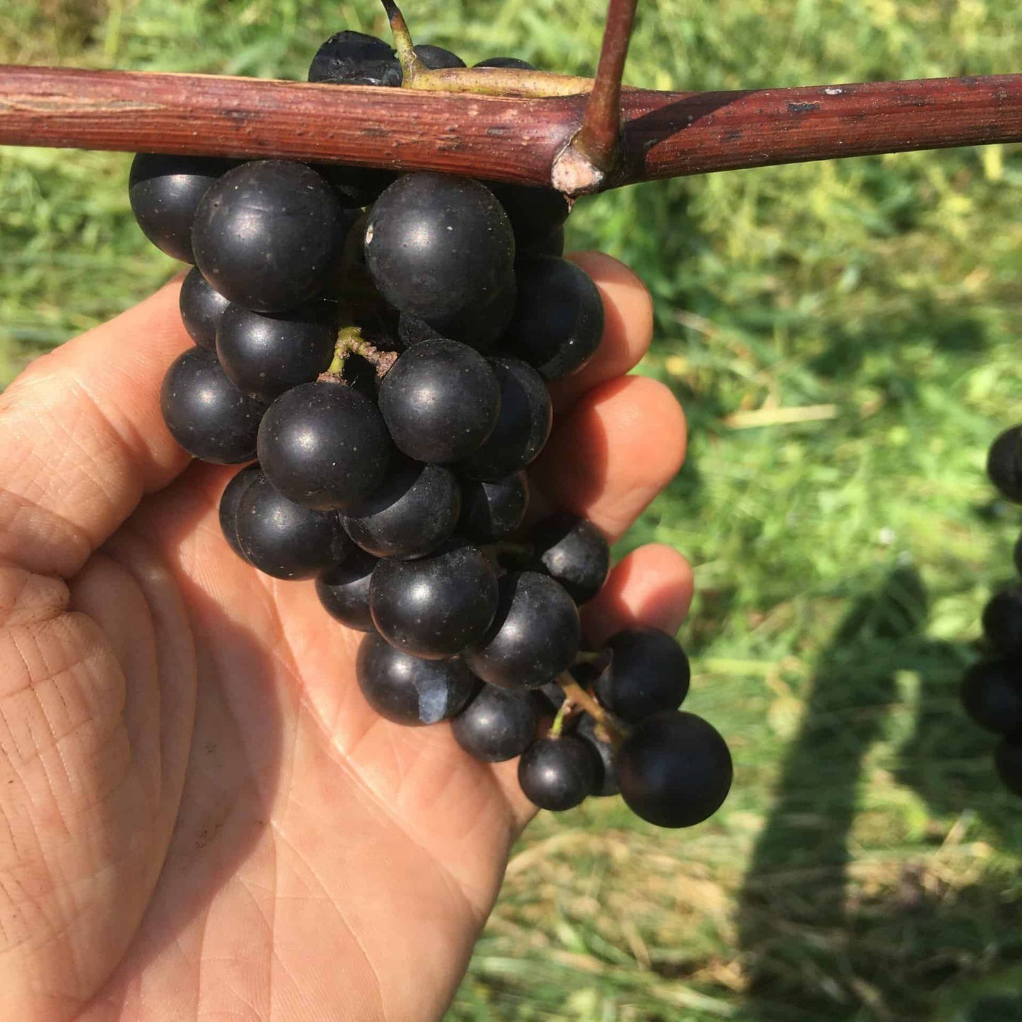 Lomanto Grape - Naturally Grown