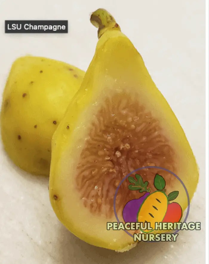 LSU Champagne Fig Tree - Naturally Grown LARGE 2-4’ ORGANIC