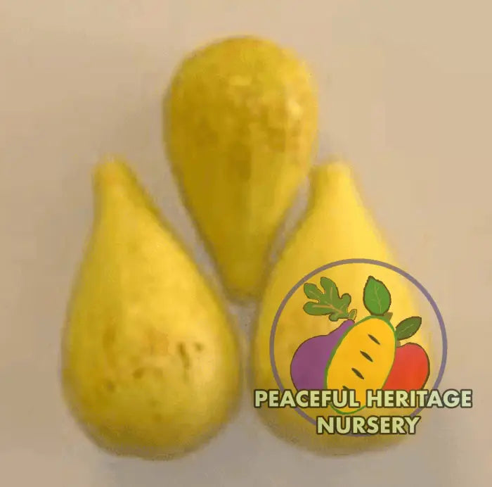 LSU Champagne Fig Tree - Naturally Grown ORGANIC