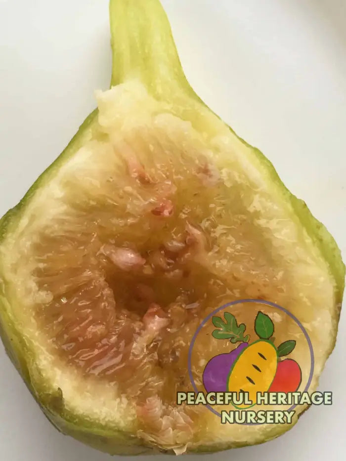 LSU Gold Fig - Naturally Grown Naturally Grown Fig Trees For Sale